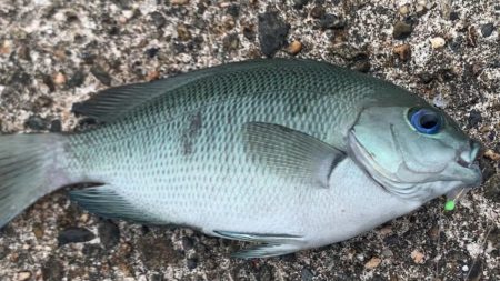 サビキ釣りでファミリーフィッシング